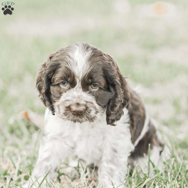 Milo, Cocker Spaniel Puppy