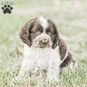 Milo, Cocker Spaniel Puppy
