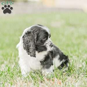 Murphy, Cocker Spaniel Puppy