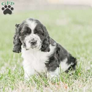 Murphy, Cocker Spaniel Puppy
