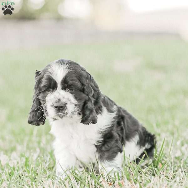 Murphy, Cocker Spaniel Puppy