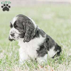 Murphy, Cocker Spaniel Puppy