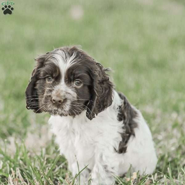 Miles, Cocker Spaniel Puppy