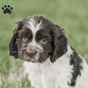 Miles, Cocker Spaniel Puppy