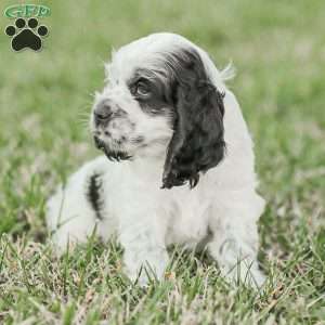 Mo, Cocker Spaniel Puppy