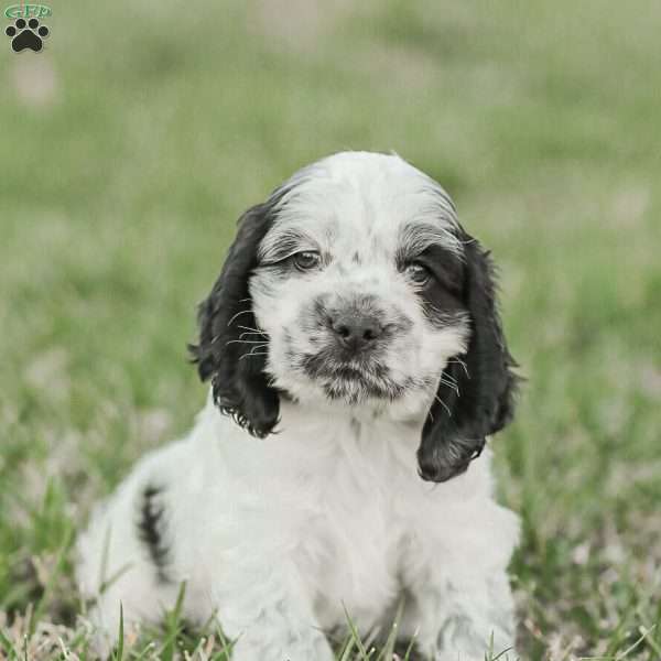 Mo, Cocker Spaniel Puppy