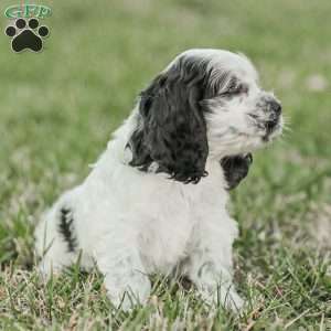 Mo, Cocker Spaniel Puppy