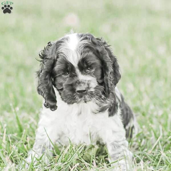 Mona, Cocker Spaniel Puppy
