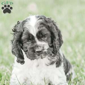 Mona, Cocker Spaniel Puppy