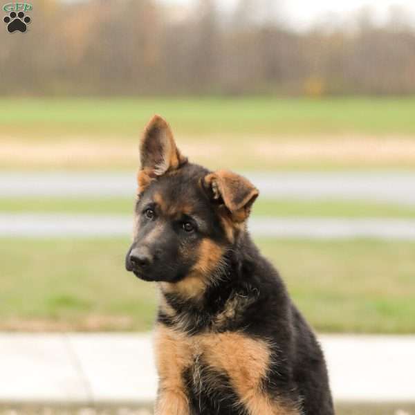 Stella, German Shepherd Puppy