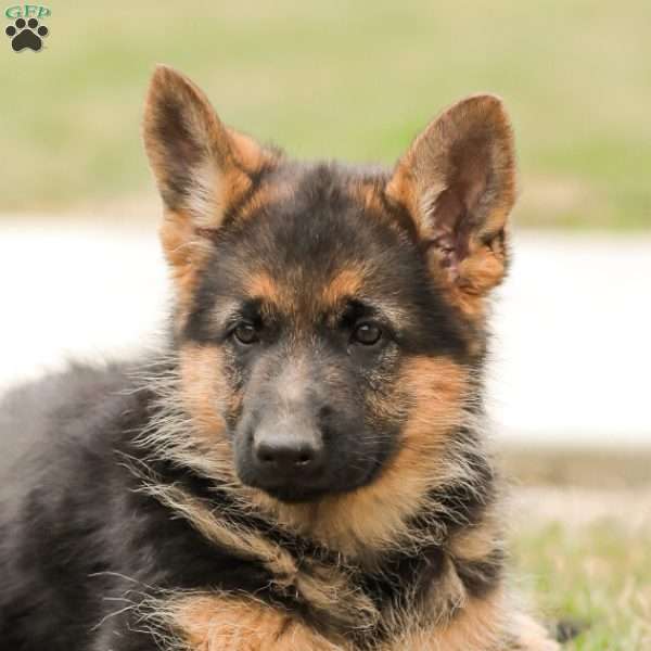 Sally, German Shepherd Puppy