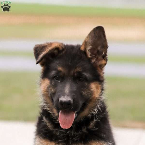 Sage, German Shepherd Puppy