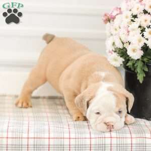 Loren, English Bulldog Puppy