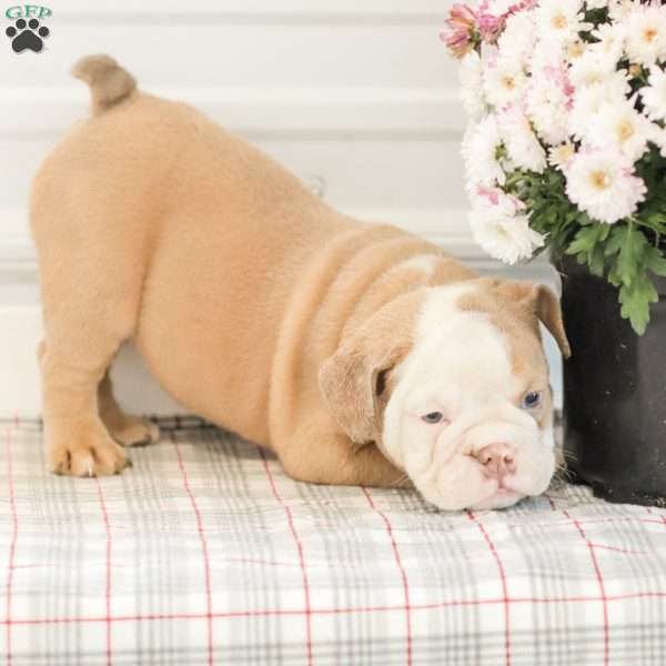 Loren, English Bulldog Puppy