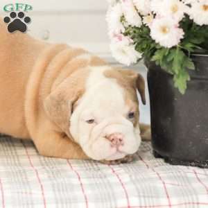 Loren, English Bulldog Puppy