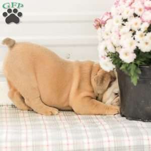 Loren, English Bulldog Puppy