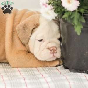 Loren, English Bulldog Puppy