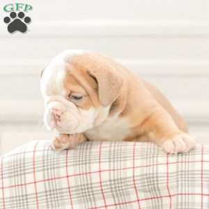 Loren, English Bulldog Puppy