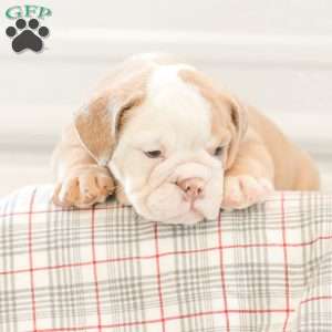 Loren, English Bulldog Puppy