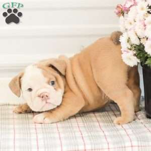 Loren, English Bulldog Puppy