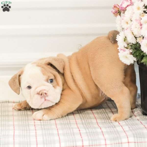 Loren, English Bulldog Puppy