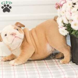 Loren, English Bulldog Puppy