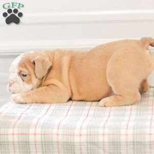 Loren, English Bulldog Puppy