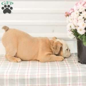 Loren, English Bulldog Puppy