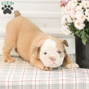 Loren, English Bulldog Puppy