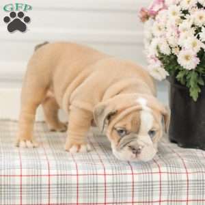 Lilly, English Bulldog Puppy