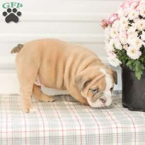 Lilly, English Bulldog Puppy