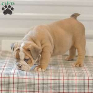 Lilly, English Bulldog Puppy