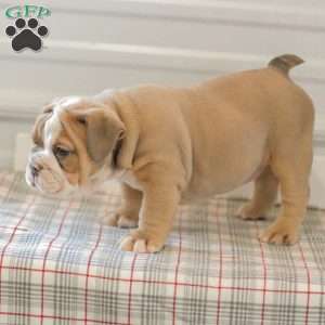 Lilly, English Bulldog Puppy