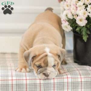 Lilly, English Bulldog Puppy