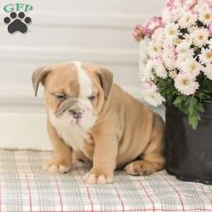 Lilly, English Bulldog Puppy