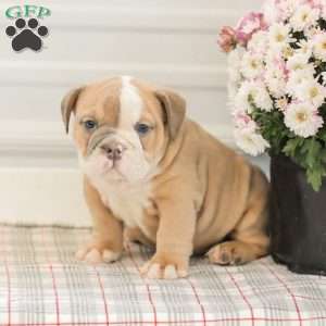 Lilly, English Bulldog Puppy