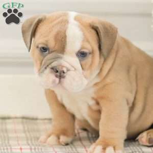 Lilly, English Bulldog Puppy
