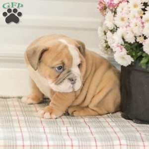 Lilly, English Bulldog Puppy