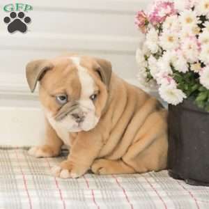 Lilly, English Bulldog Puppy