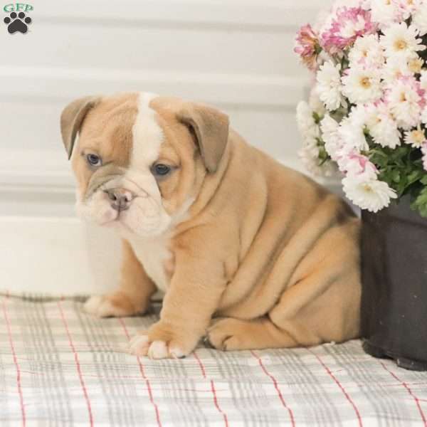 Lilly, English Bulldog Puppy