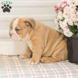 Lilly, English Bulldog Puppy