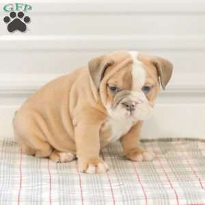 Lilly, English Bulldog Puppy