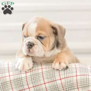 Landis, English Bulldog Puppy