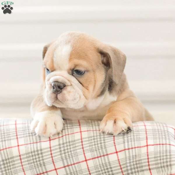 Landis, English Bulldog Puppy