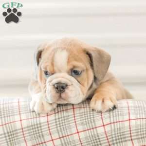 Landis, English Bulldog Puppy