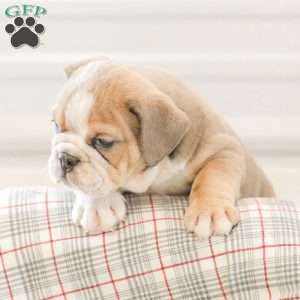 Landis, English Bulldog Puppy