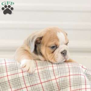 Landis, English Bulldog Puppy