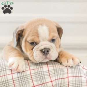 Landis, English Bulldog Puppy