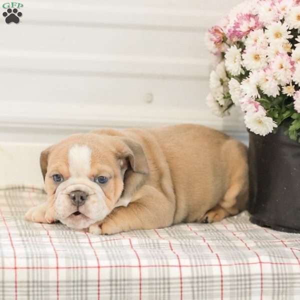 Landis, English Bulldog Puppy