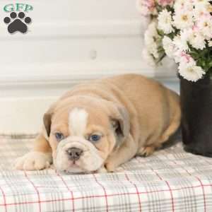 Landis, English Bulldog Puppy